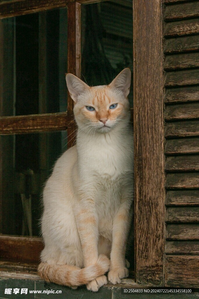 猫
