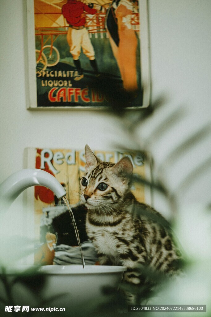 猫