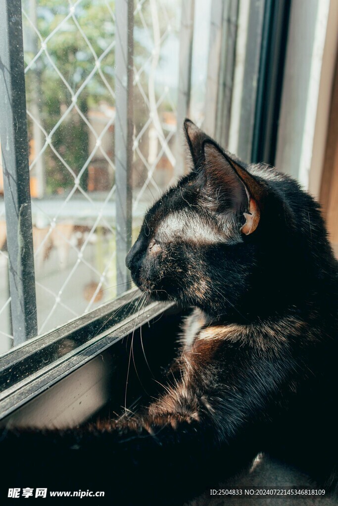 猫