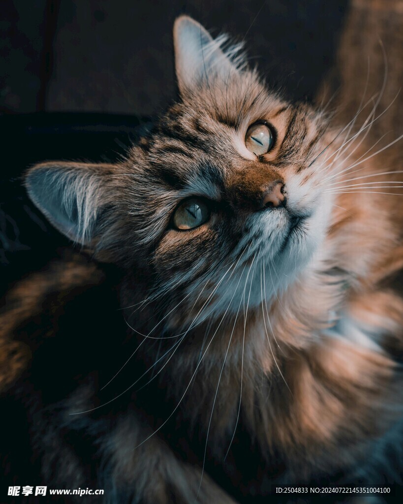猫