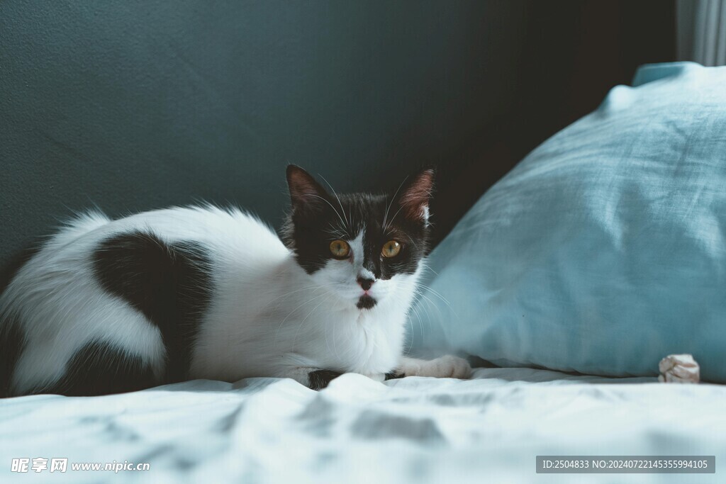 猫