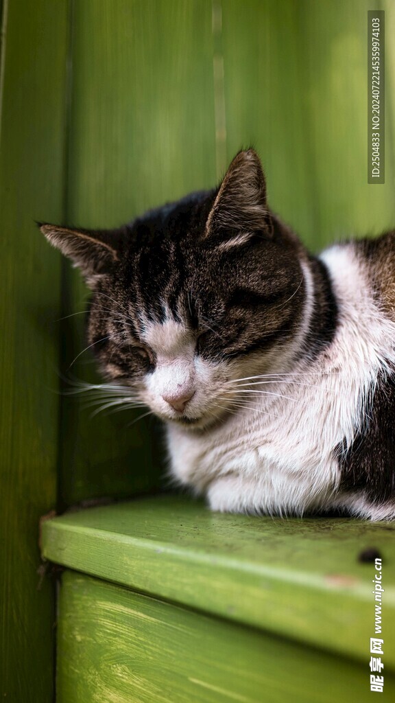 猫