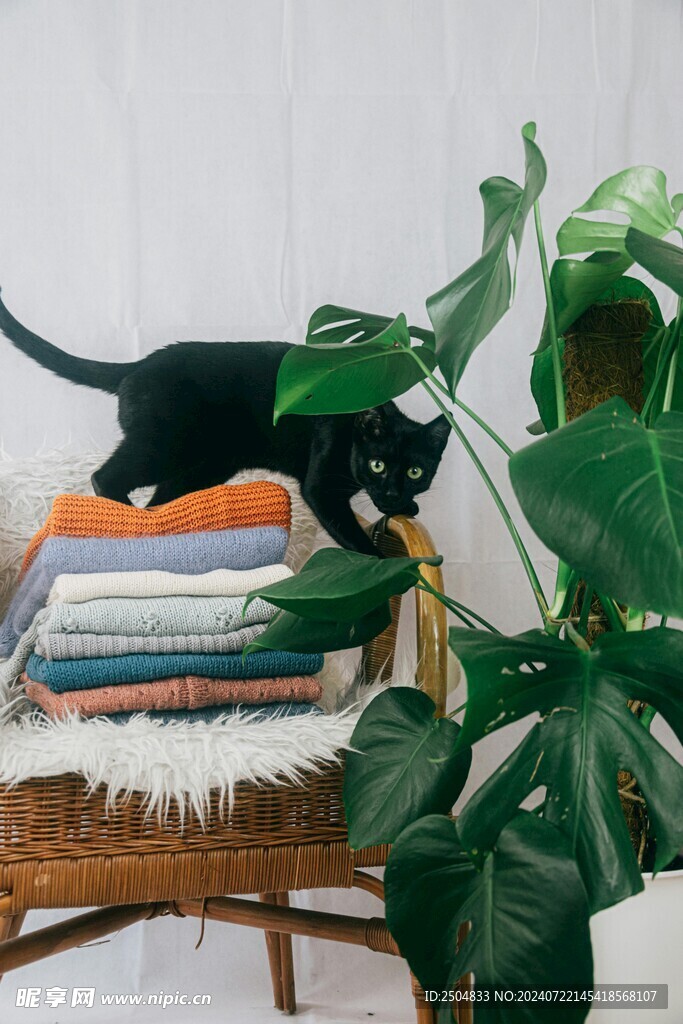 猫