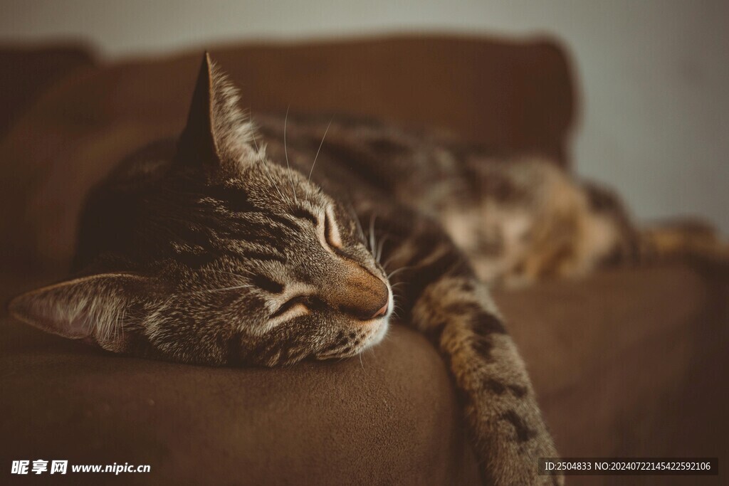 猫