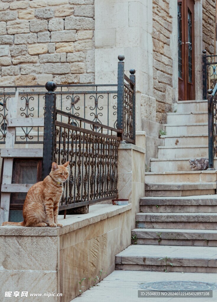 猫