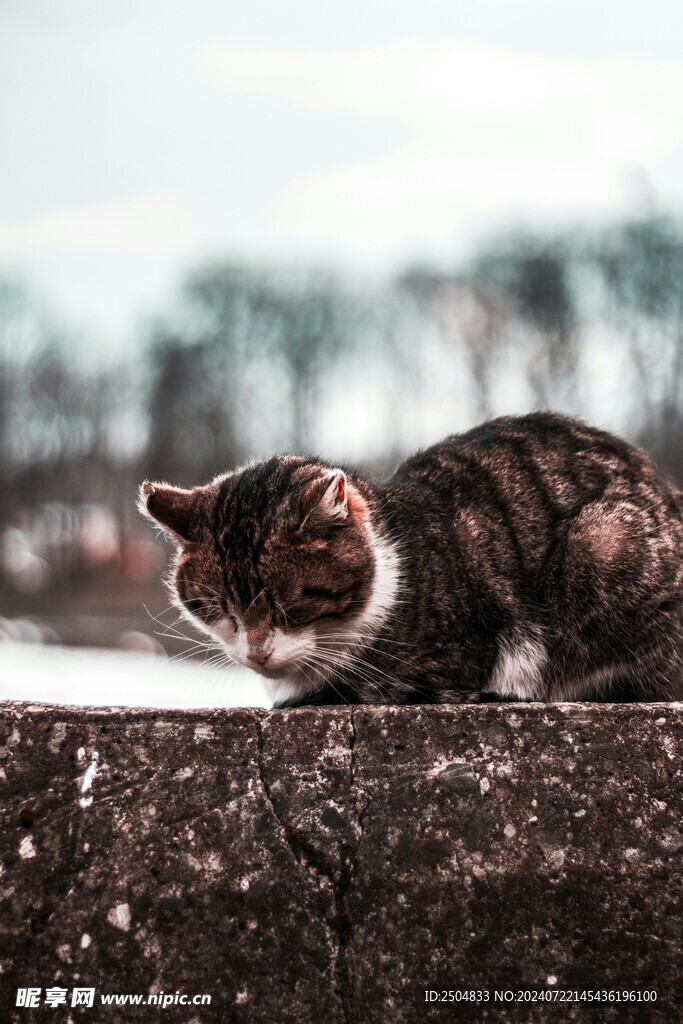 猫