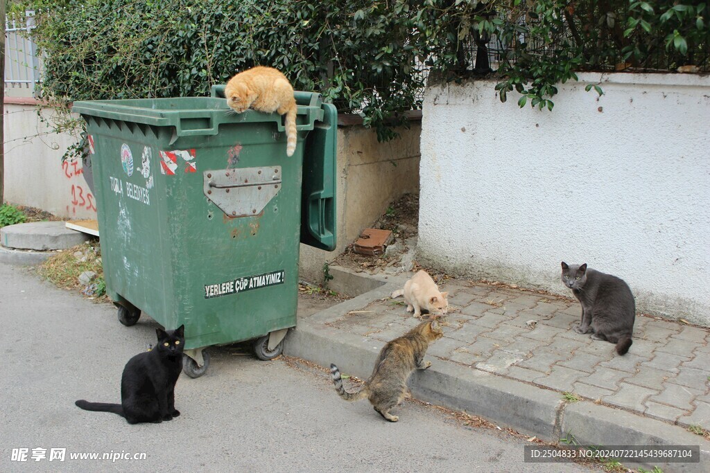 猫