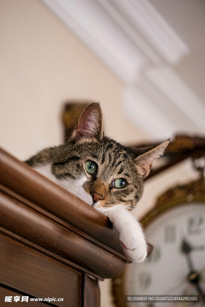 猫