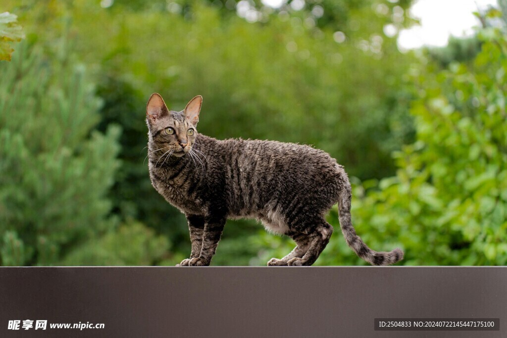 猫