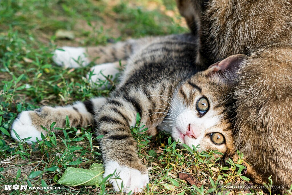 猫