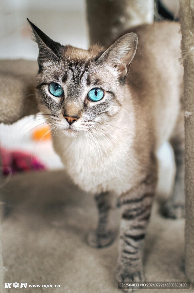 猫
