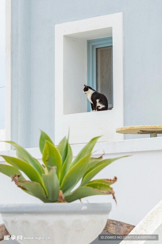 猫