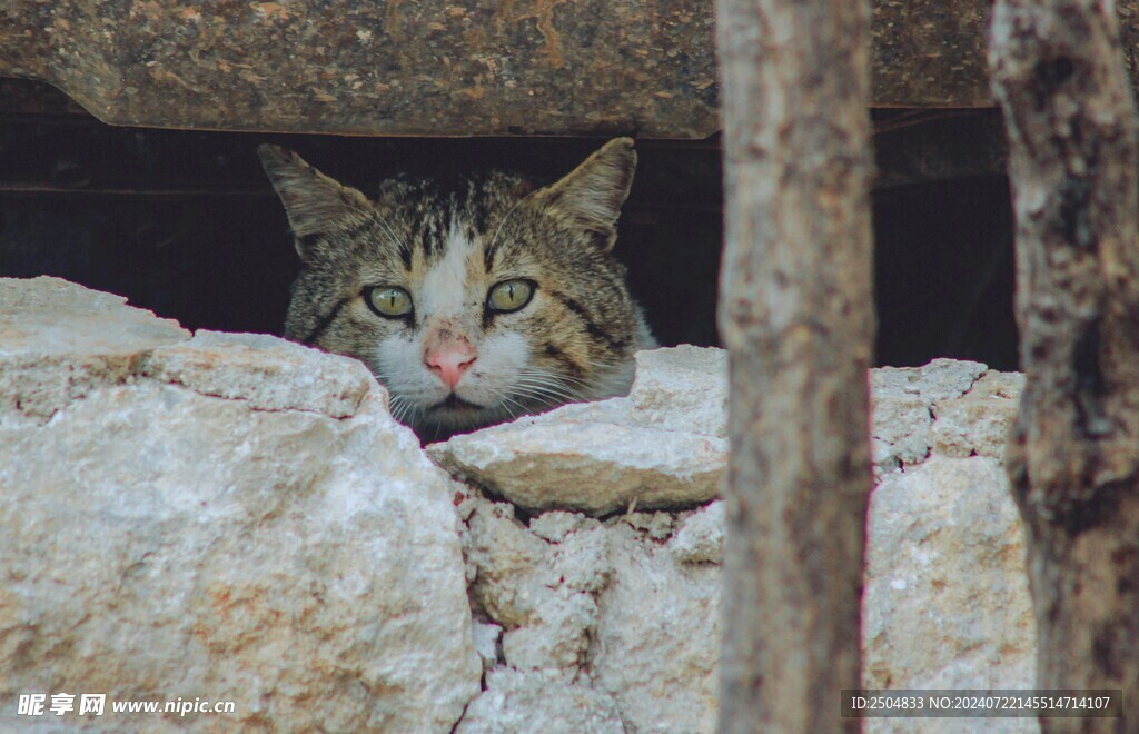 猫