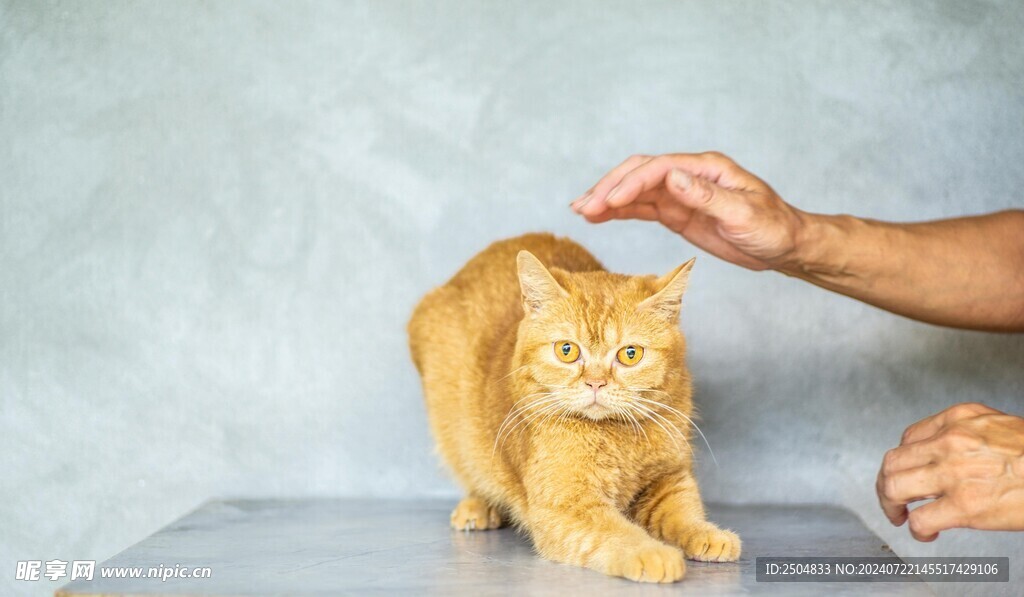 猫