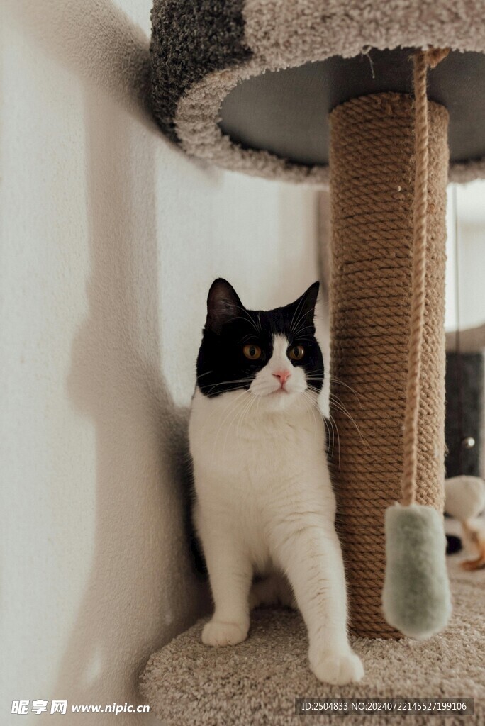 猫