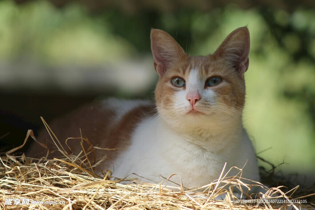 猫