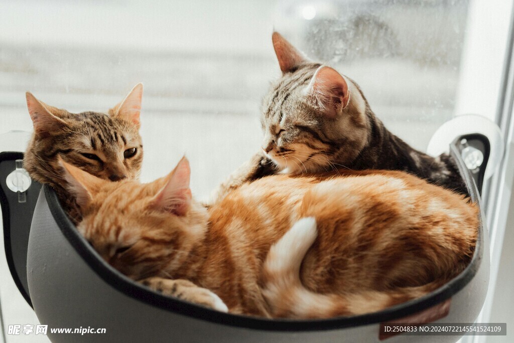 猫