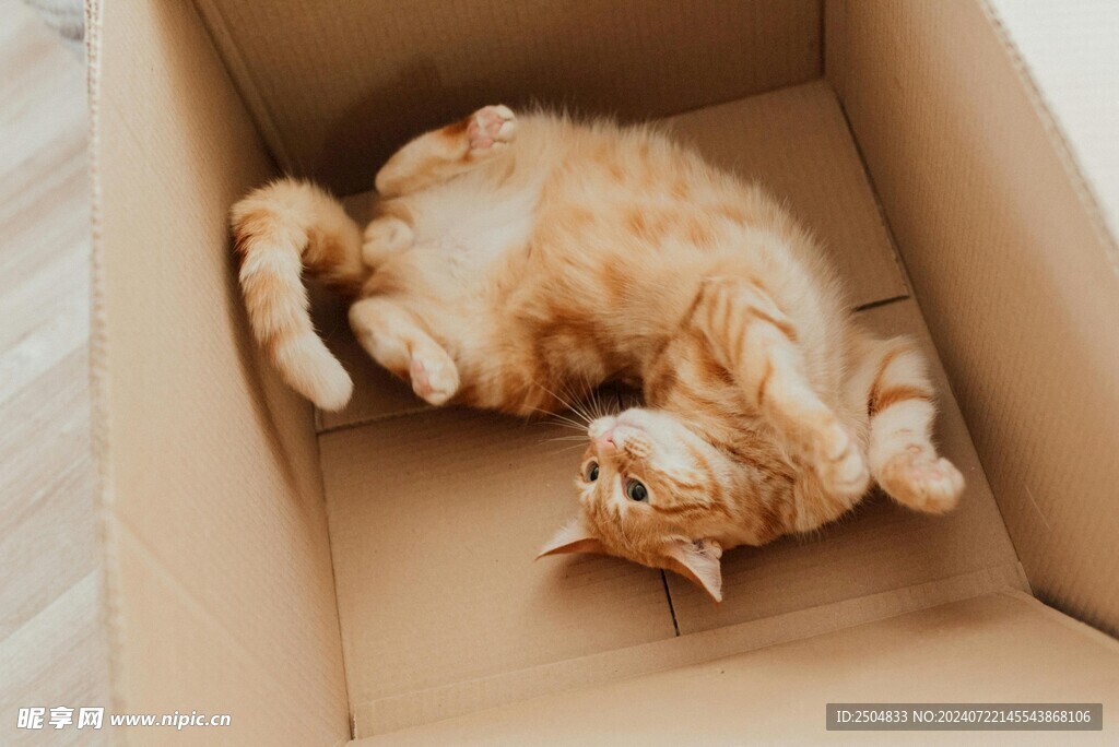 猫