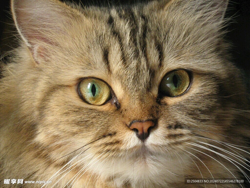 猫