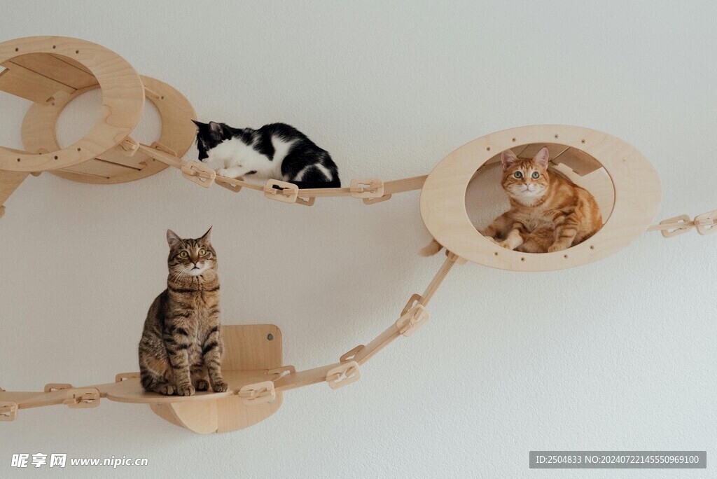 猫