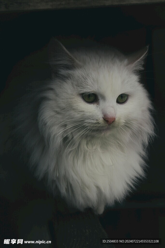 猫