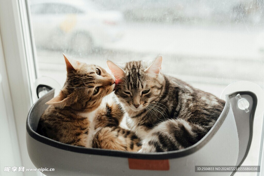 猫