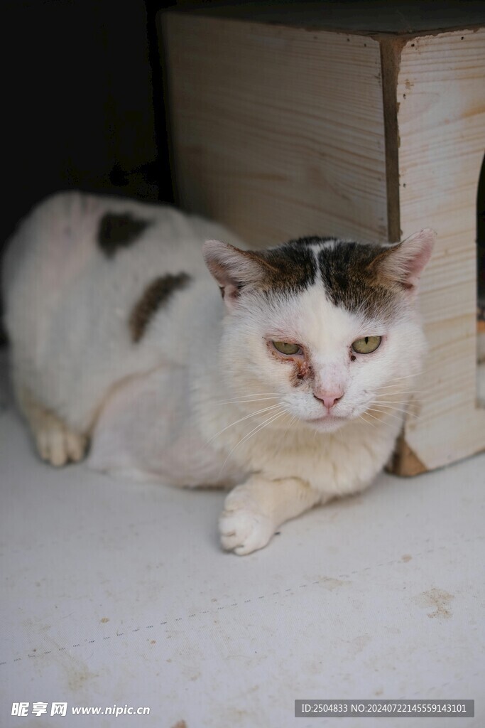 猫