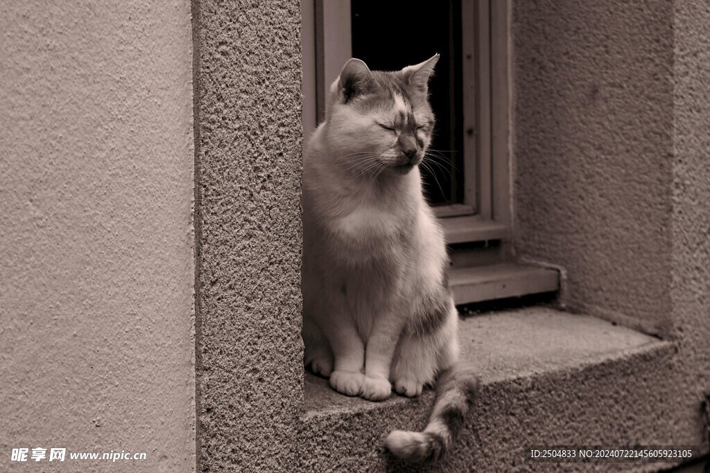 猫