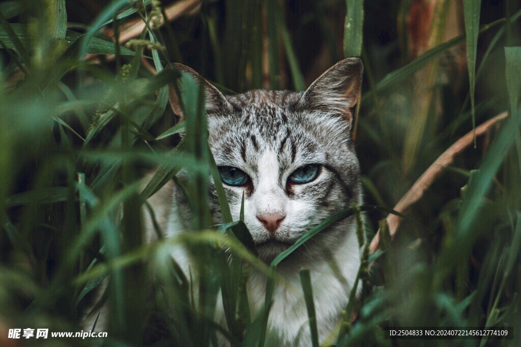 猫