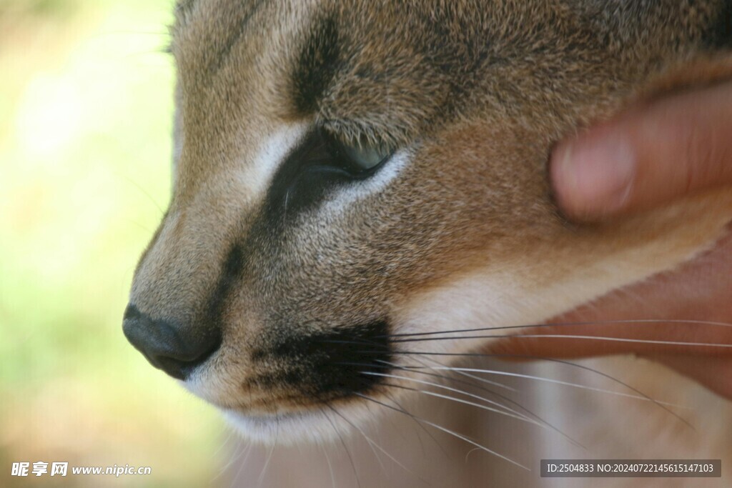 猫