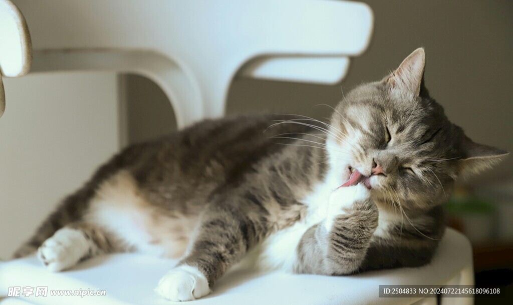 猫