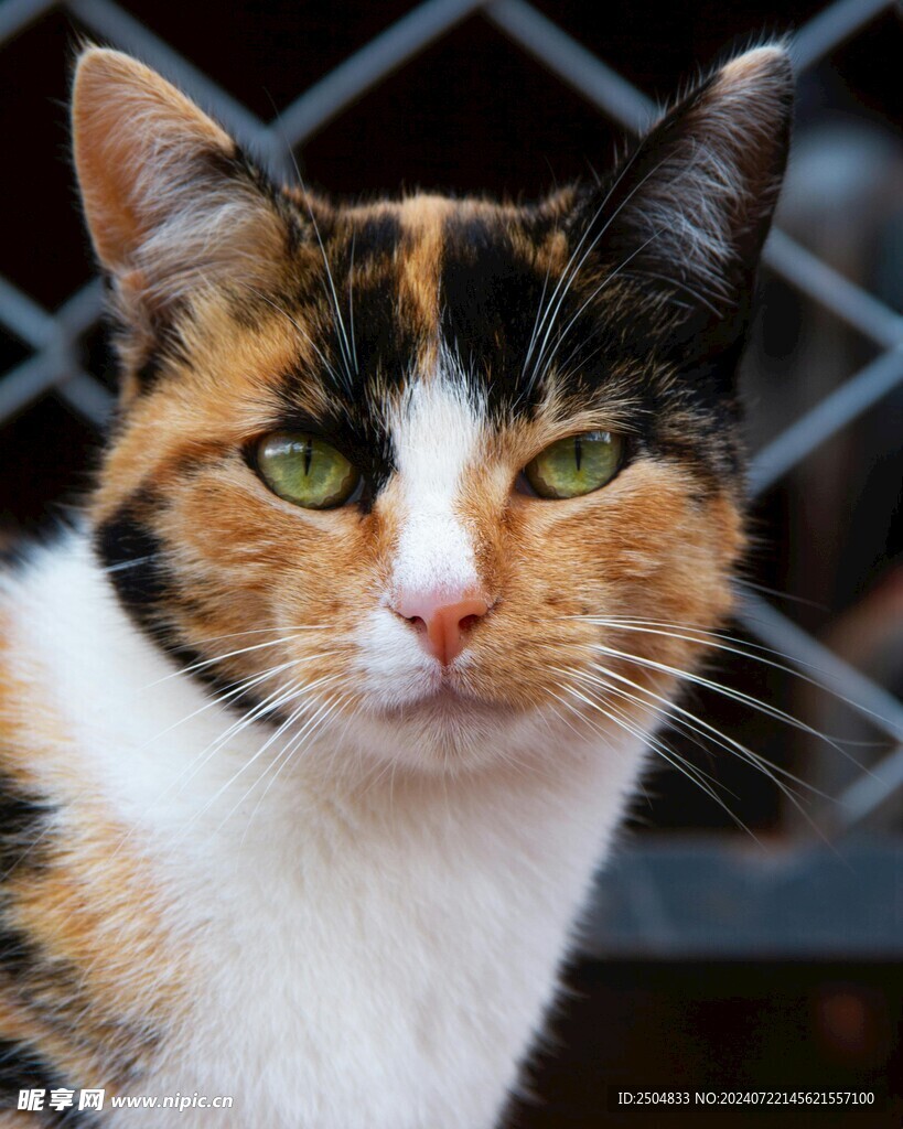 猫