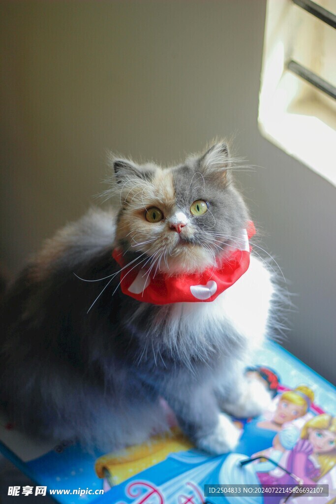 猫