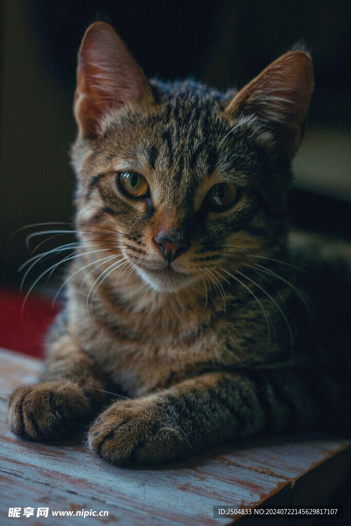猫