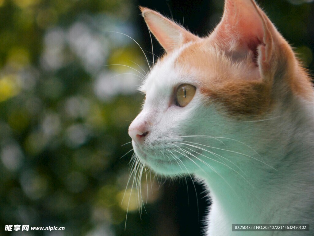 猫