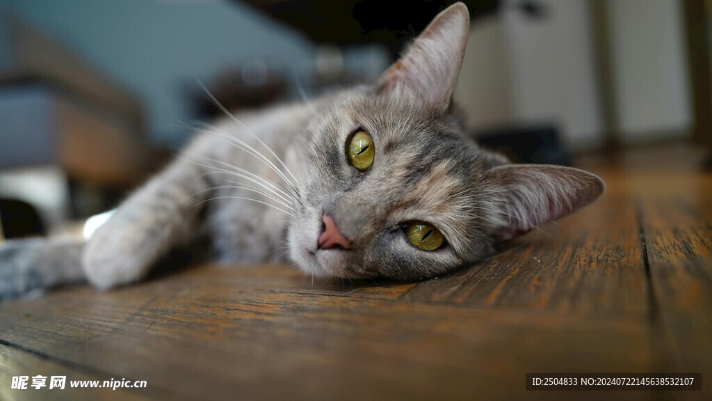 猫