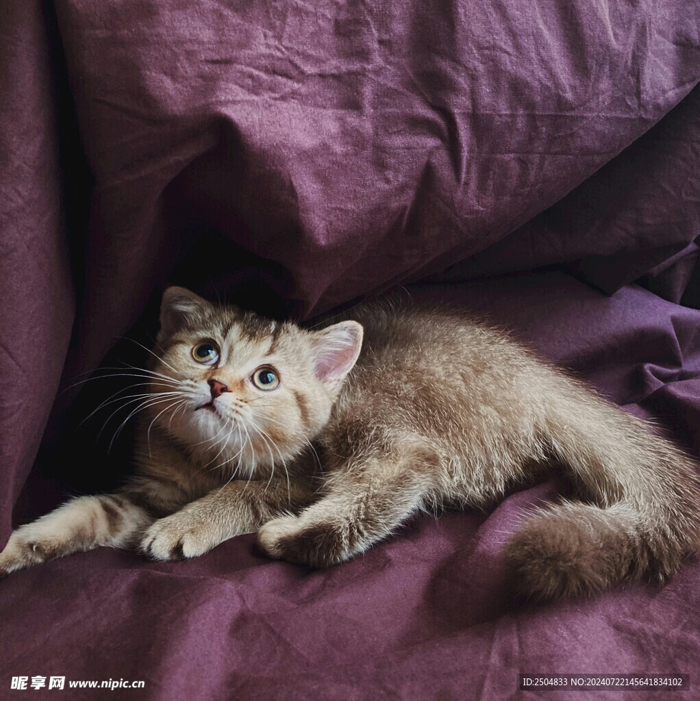 猫