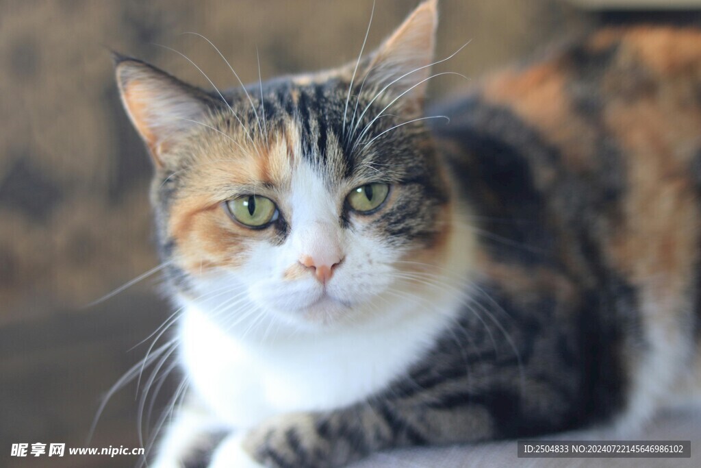 猫
