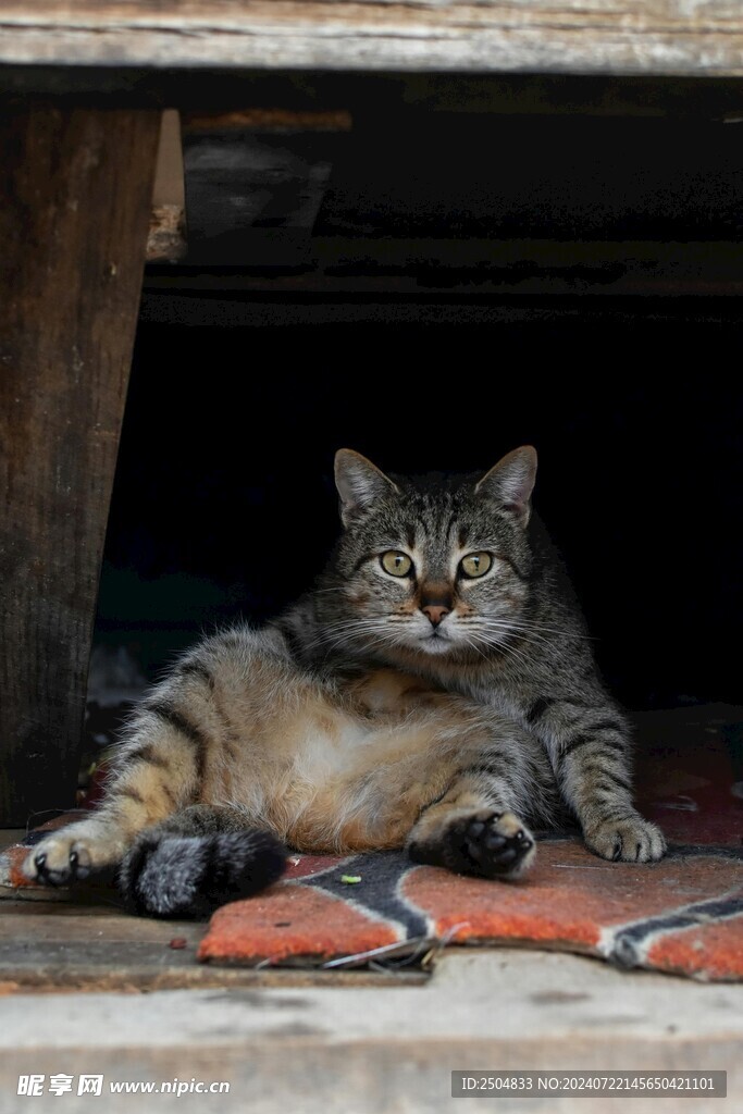 猫