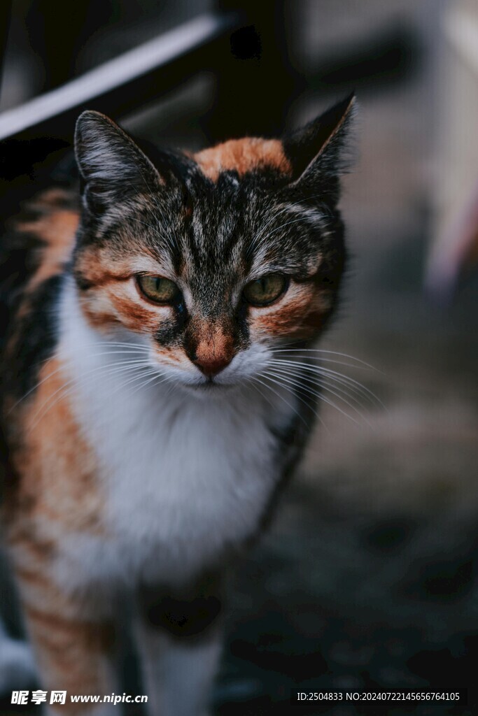 猫