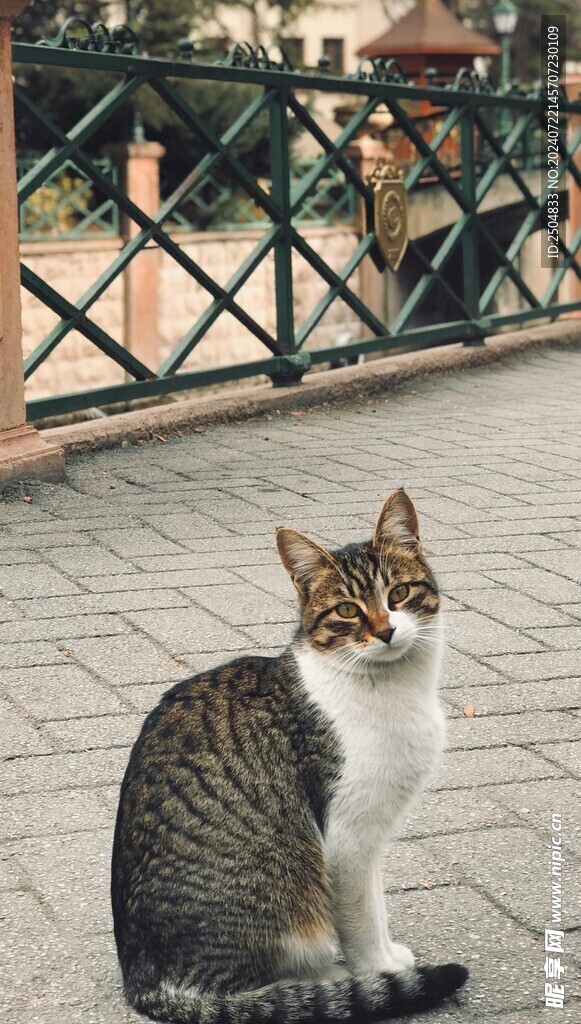 猫