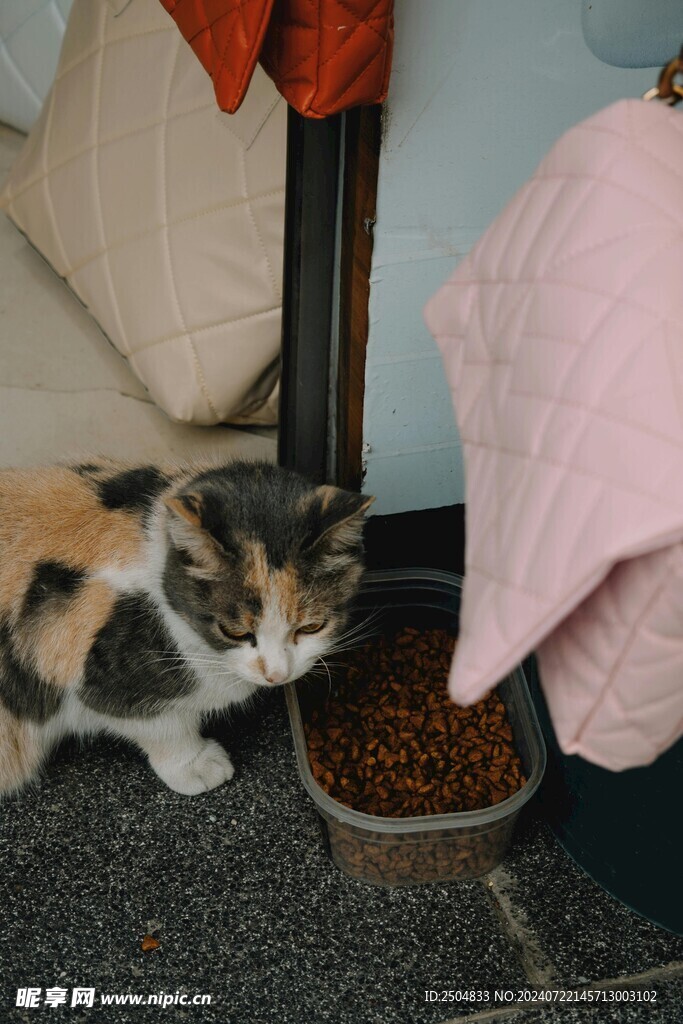 猫