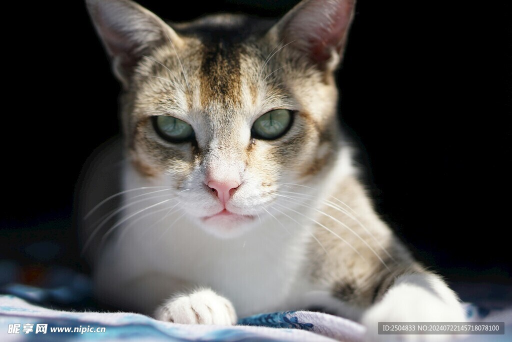 猫