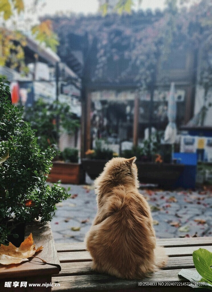猫