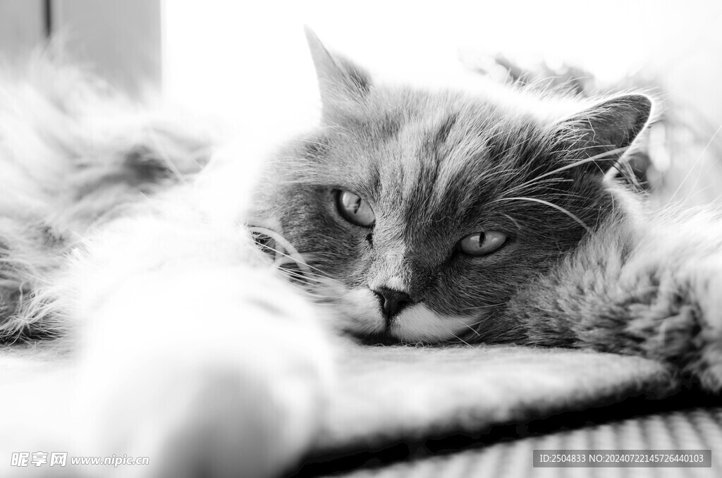 猫