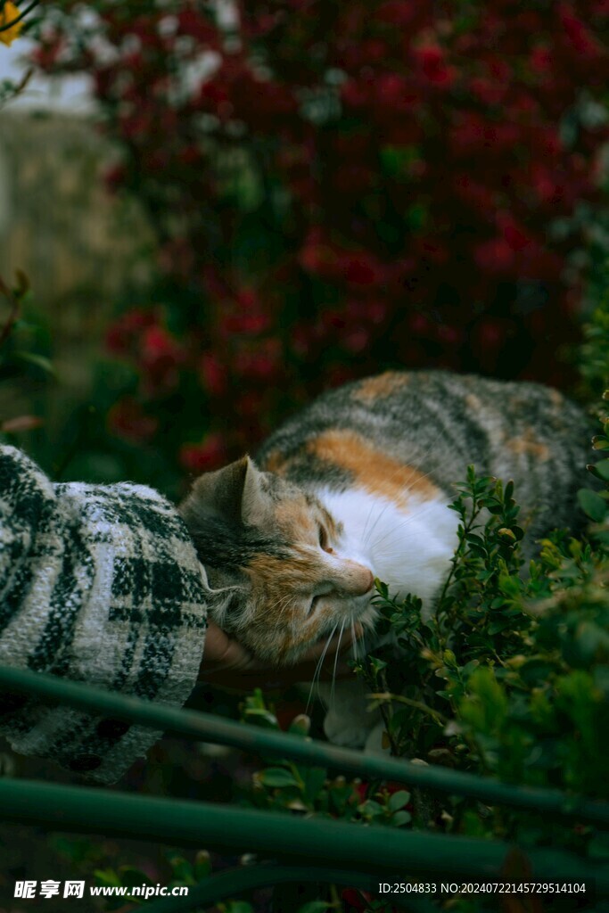 猫