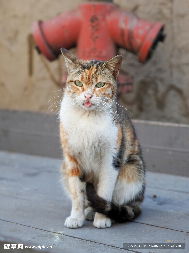 猫