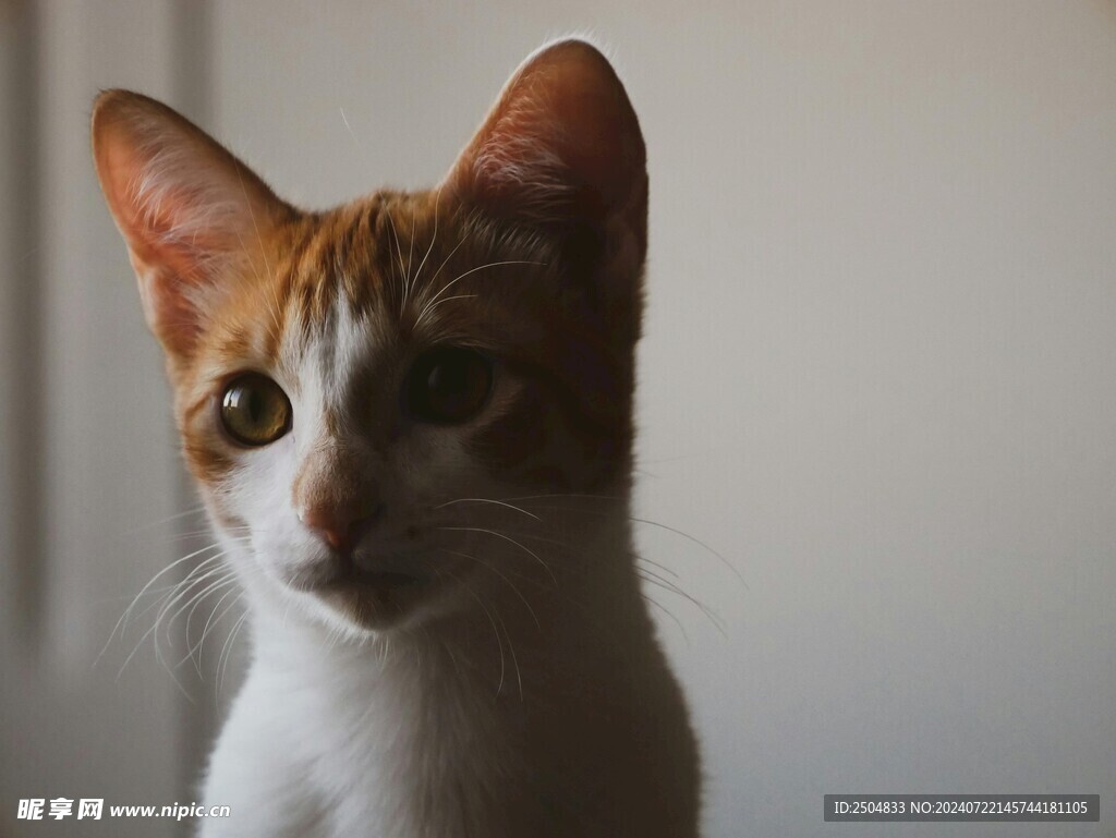 猫