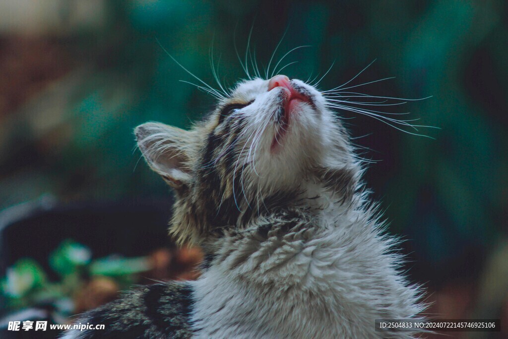 猫