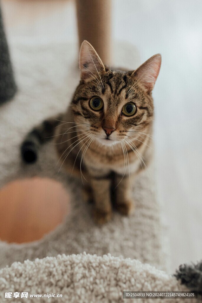 猫